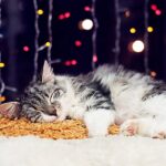кот