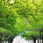 Природа покращує самопочуття