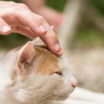 Коты